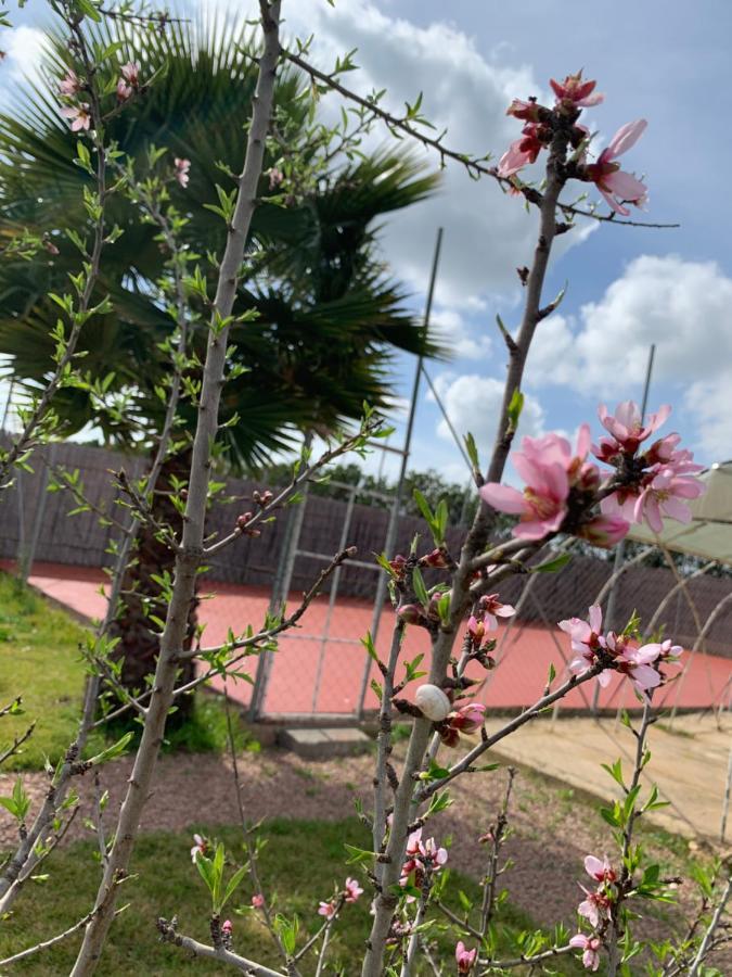 Palm Grove Farm Villa Tit Mellil ภายนอก รูปภาพ